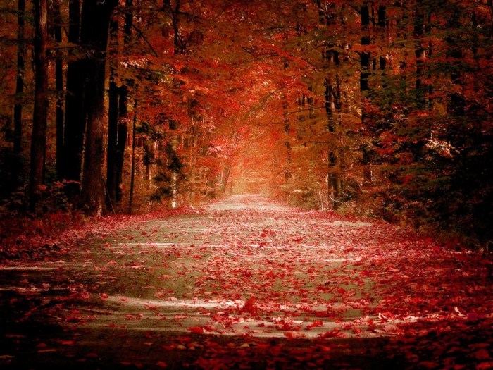 papier peint pour-automne-couleurs rouge régimes