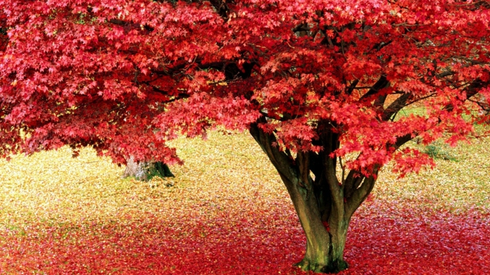 taustakuva-for-syksy-kaunis puu punaisia ​​lehtiä