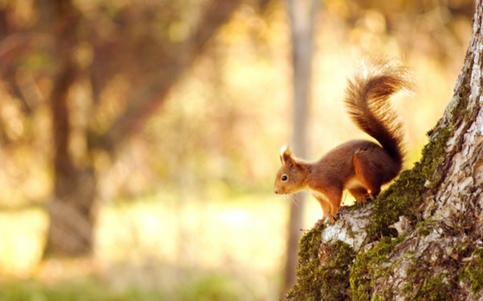 taustakuva-for-syksy-super-kaunis-luonnollinen-orava