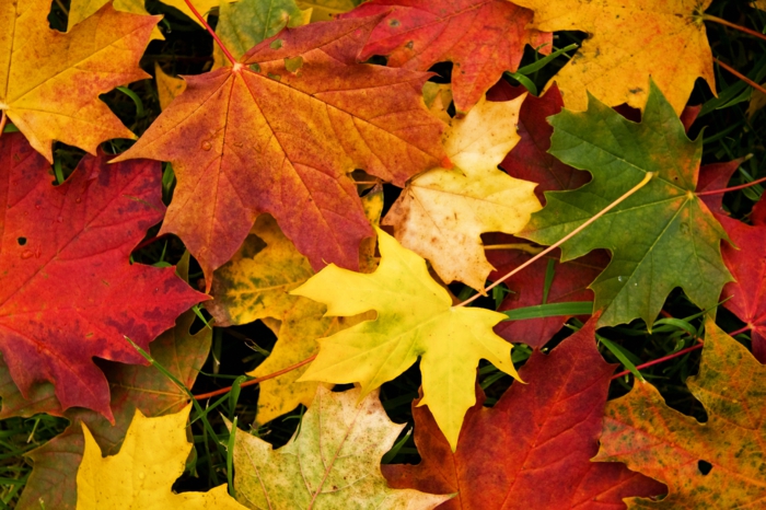 papier peint pour-automne-feuilles-plusieurs-photo-de-top-prise