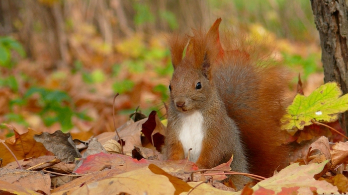 taustakuva-for-syksy-kaunis-metsä orava