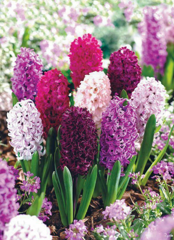hyasintti kukka-puutarhan kukat-in-kaunis-violetti-farbe_