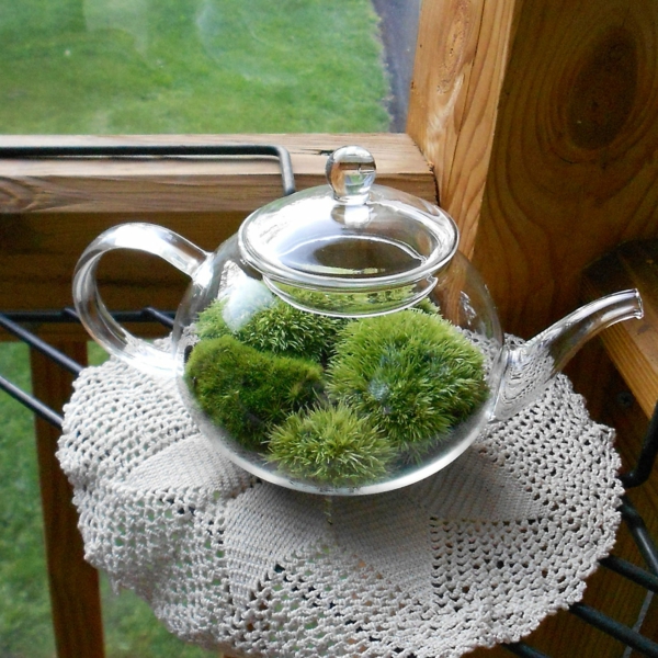 perustaa terrarium - erittäin mukava muotoilu - näyttää teekannulta