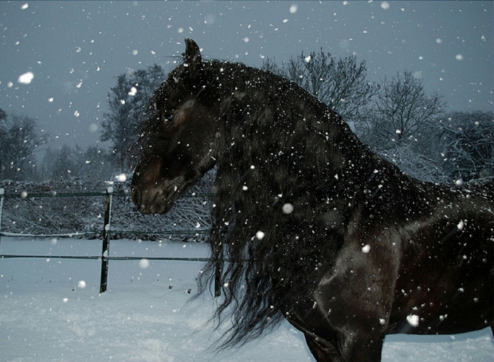 לעבד-סוס-ב-שלג מעניין