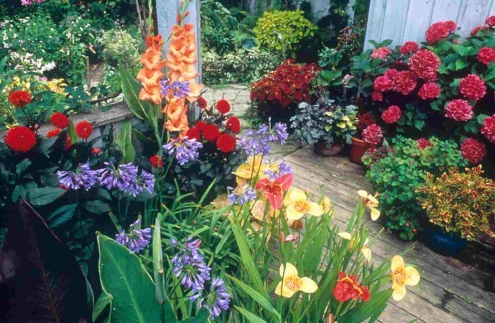 -interesantes ideas de jardinería Flores coloridas