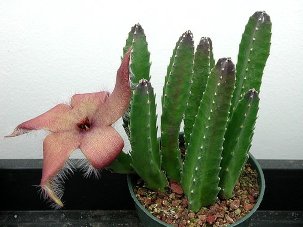 Especies de cactus interesantes - pared blanca como fondo