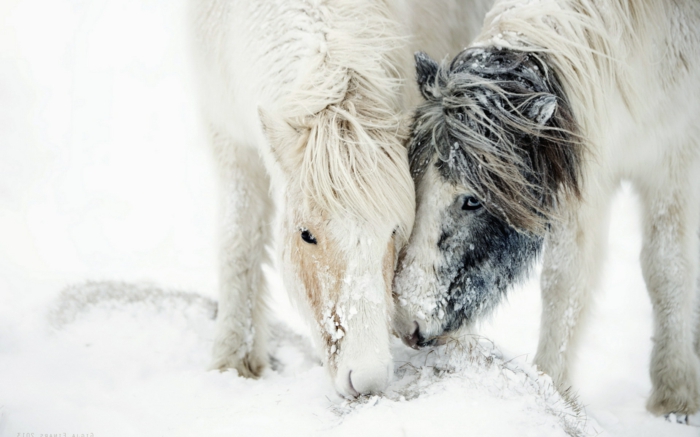 interesante-caballo-en-nieve