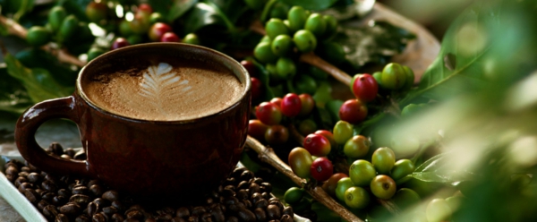 القهوة في الطبيعة - حبوب البن الأخضر