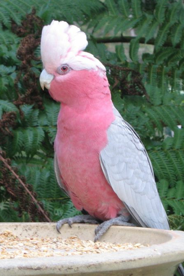 kakadu-in-pink-vaaleanpunainen-tolle_papagei