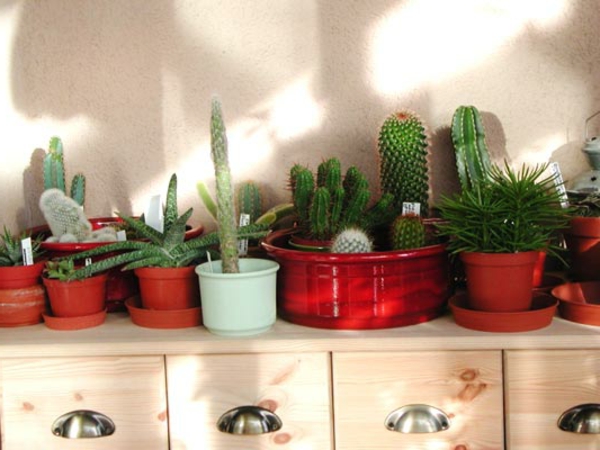 cacti-images-very-interesting-design-different tipos