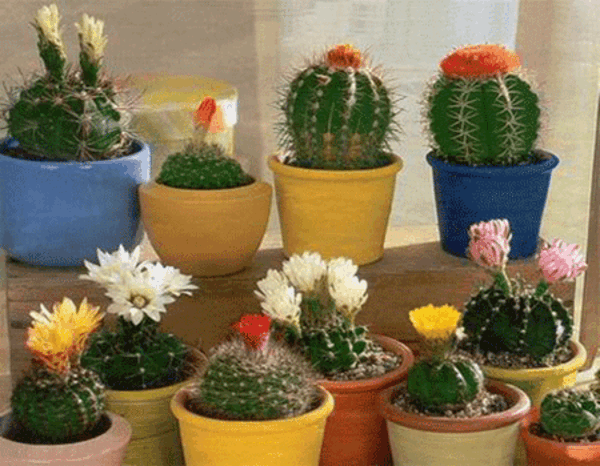 cactus en macetas de colores, numerosas especies