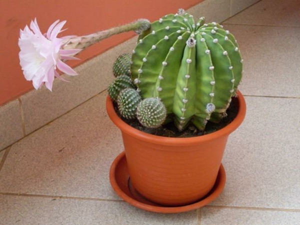 cactus en una pequeña maceta en color rosa