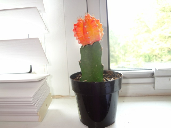 kaktus s narančastom cvjetnom sobom s bijelim zidovima