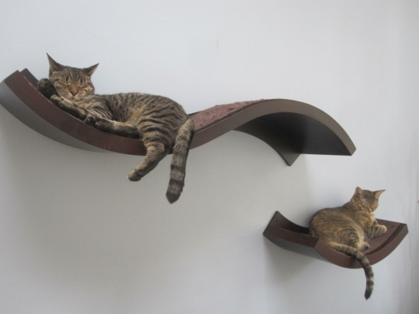 Kissat kiipeilyseinä-avaruudesta rentoutumaan