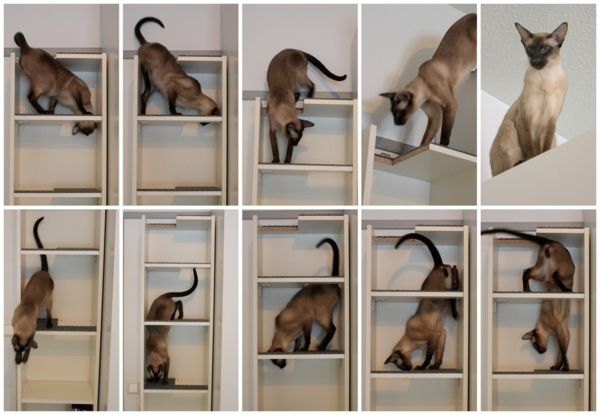 cat-kiipeilyseinä hauskaa-kuva