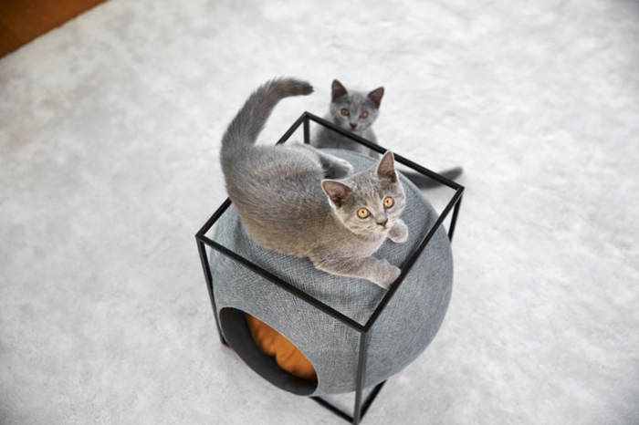 pribor za mačke - dvije sive cats