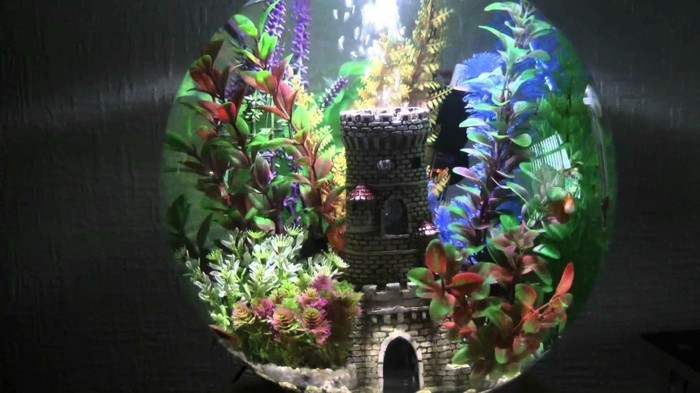 Configuración de pequeña acuario-con-un-agua-plantas cerradas-little-peces-aquarium-
