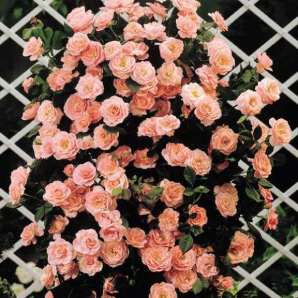kaunis-kiipeily-Rose-pastellorange-
