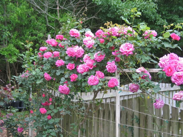 kaunis-kiipeily-rose-vaaleanpunaiset kukat-gartendesgin