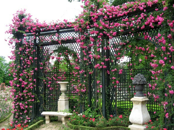 köynnös-by-aita-vaaleanpunaisia ​​ruusuja