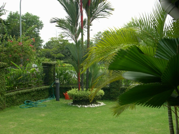 Palmut takapihalla - vihreitä eksoottisia kasveja