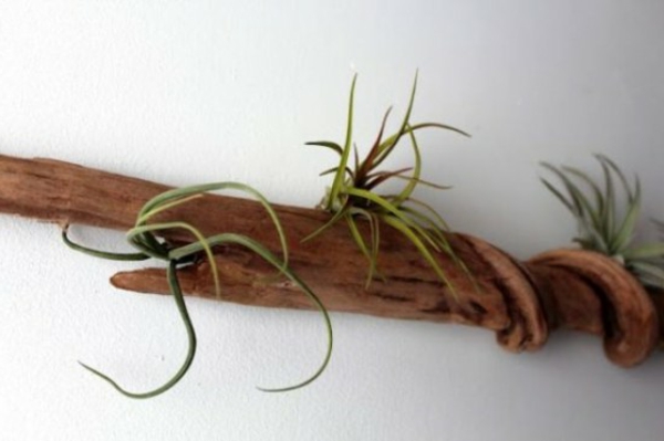 driftwood seinään vihreitä kasveja