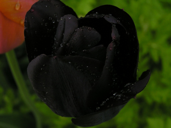 kreatív-fotó-of-a-fekete-tulipán