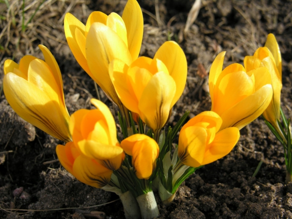 krookus-in-kelta-kevät kukka