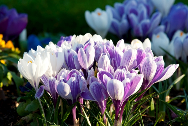 krookus-in-violetti-frühlingsblume--