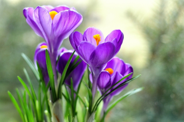 -krokus-in-violetti-frühlingsblume-