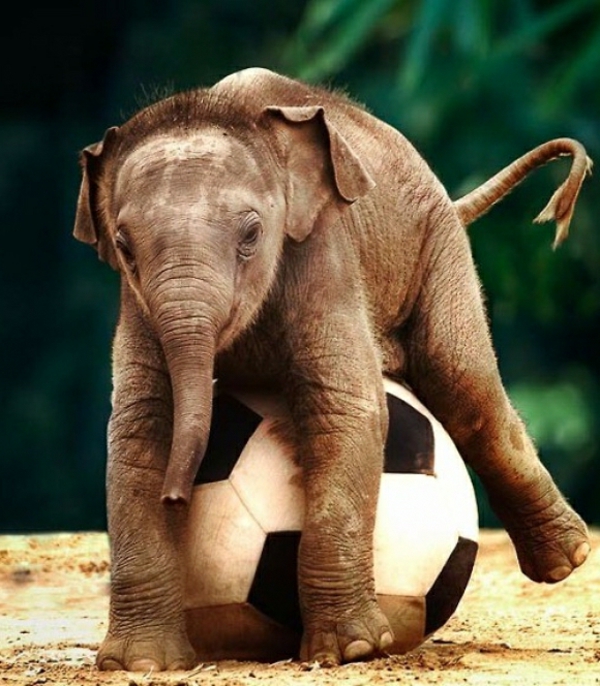 תינוק פיל משחק עם כדור לכדורגל