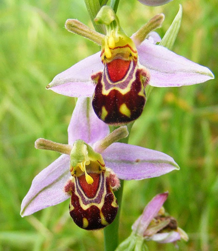 hymyilevä-Orhideen lajien