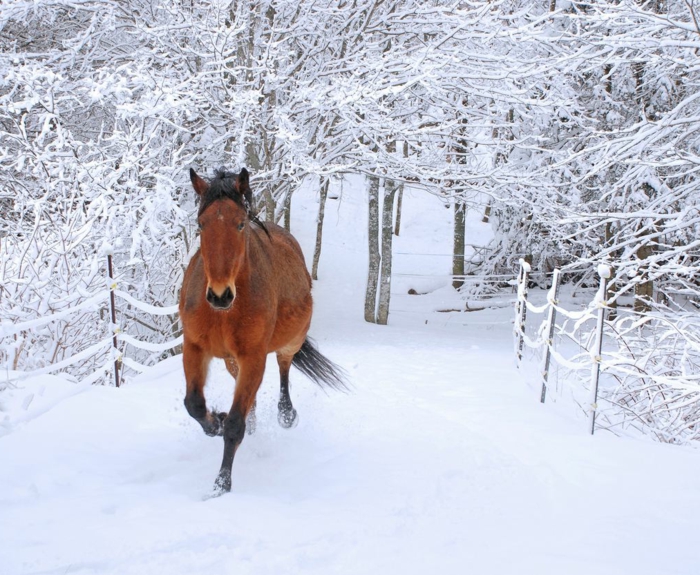 running-caballo-en-nieve