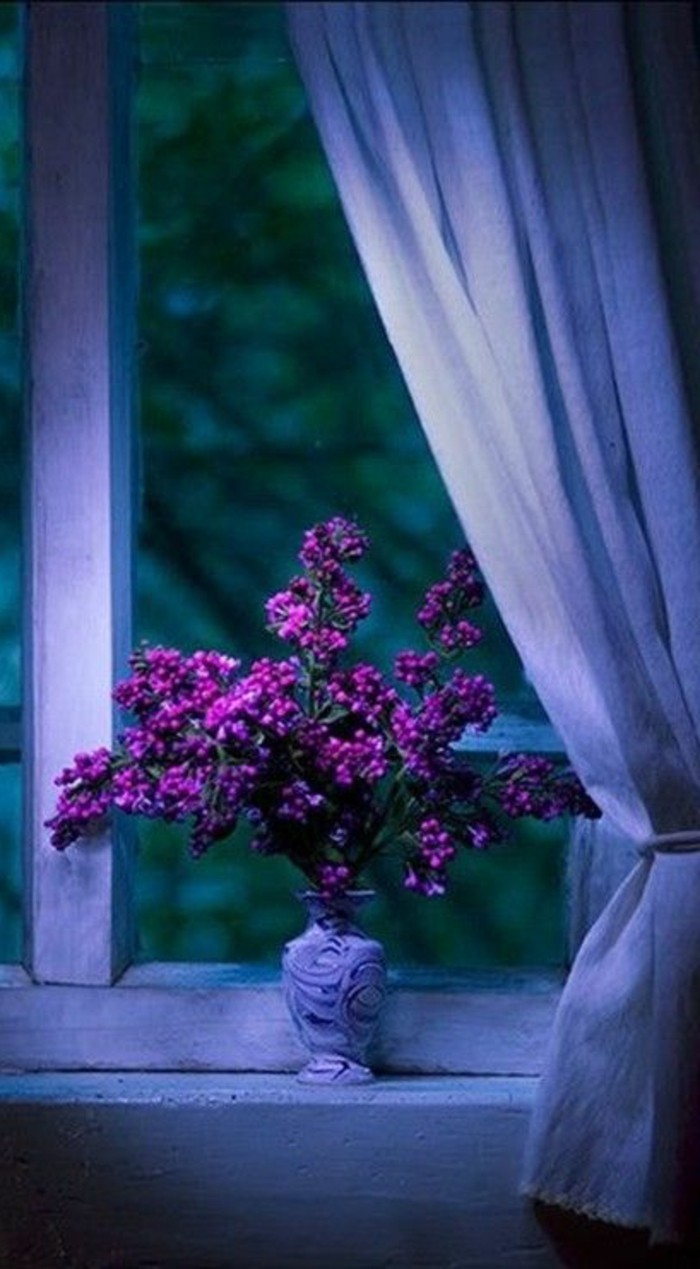 púrpura-flor-organización-la-ventana