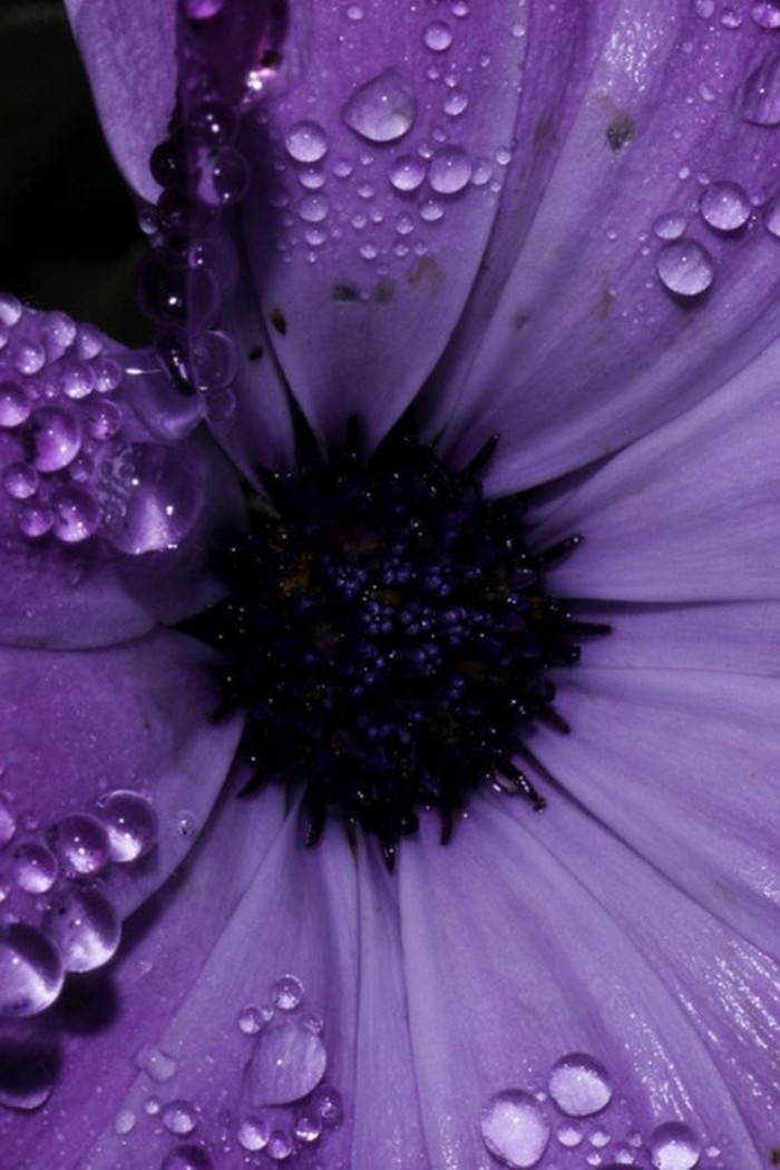 púrpura-flor-con-gotas de agua-en-las-hojas