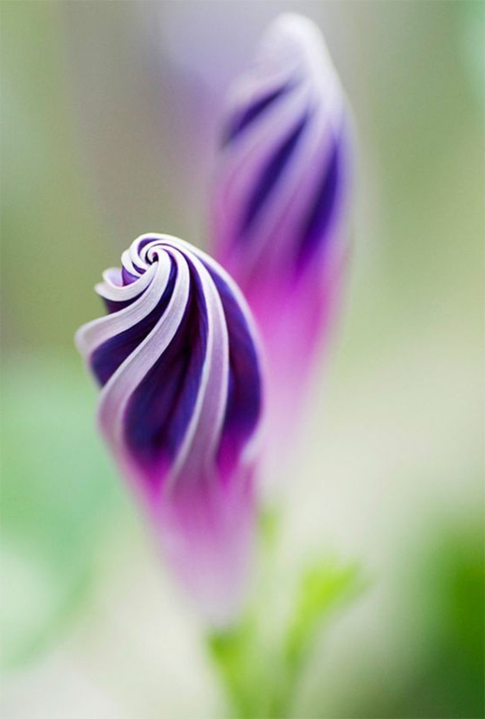 púrpura-flor-con-forma única