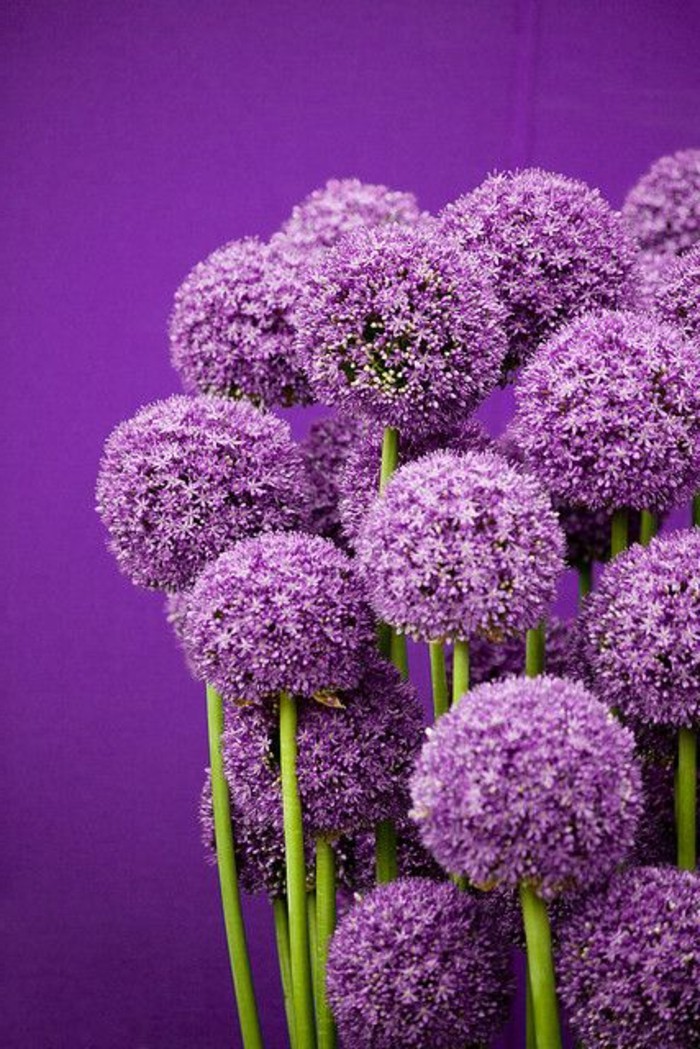 flores de color púrpura y bella composición puerro