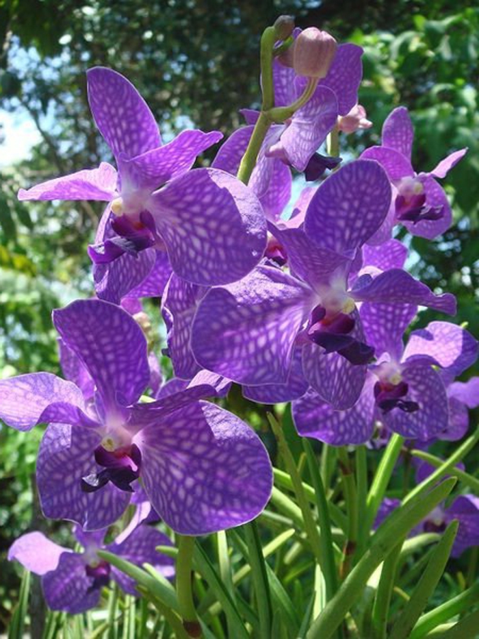 बैंगनी Orhideen प्रजातियों