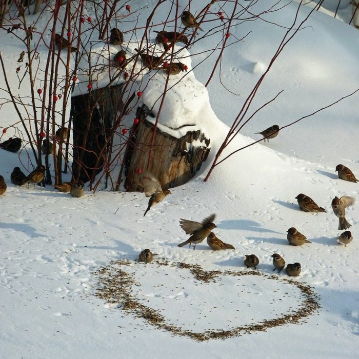有趣的图片冬季鸟进料雪