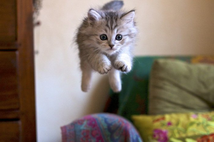 imágenes divertidas del gato del gato del bebé-en-salto
