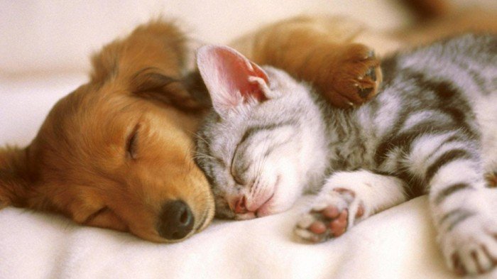 imágenes divertidas del gato gatito dormir-con-cachorros