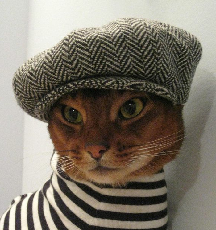 foto divertida del gato Francés-hat sombrero de la boina