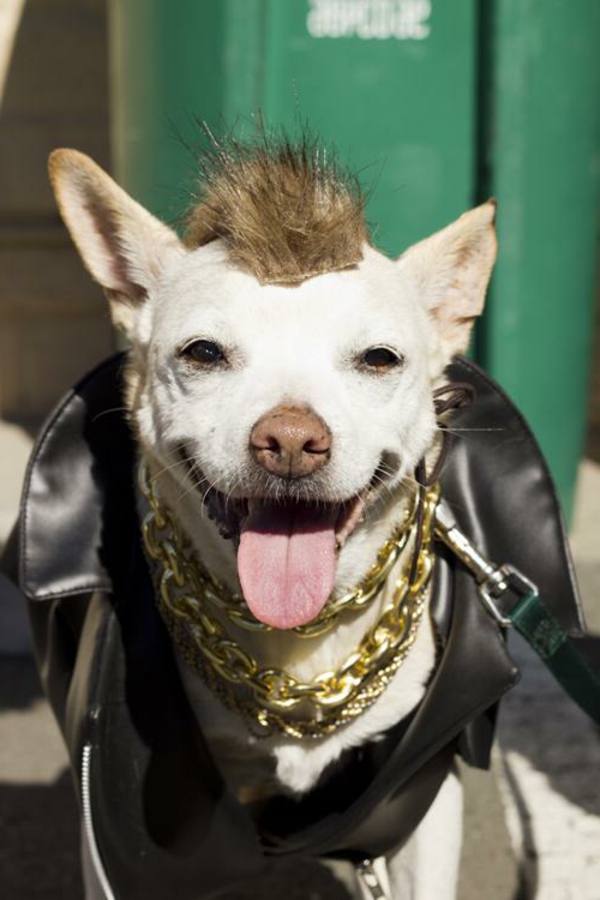 érdekes fénykép egy vicces öltözött kutya