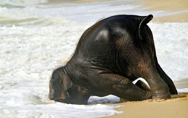 متعة-صور-ب-الطفل-الفيل في الماء