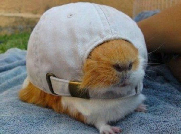 hauska-valokuva-of-a-hamsteri-jumissa hatussa