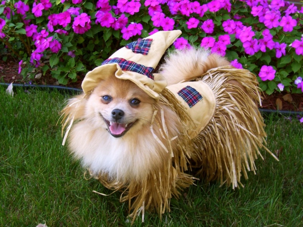 funny-photo-of-a-dog, joka on hyvin hauska pukeutunut
