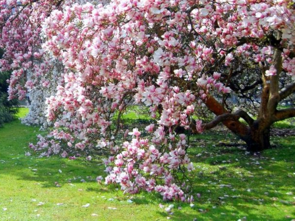 magnolia-ihana kukkivat puut-in-puutarhassa