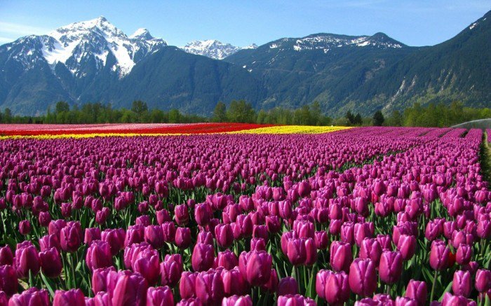 maisemistaan ​​vuoret violetti tulppaanit