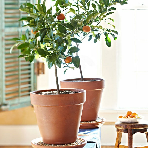 橘子高于室内植物护理中，pot-