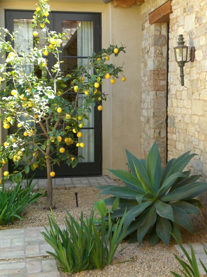 Välimeren puutarha Lemon Tree koristekivet kasveja